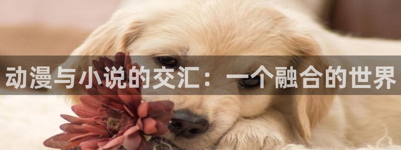 囧次元ios苹果版网站入口