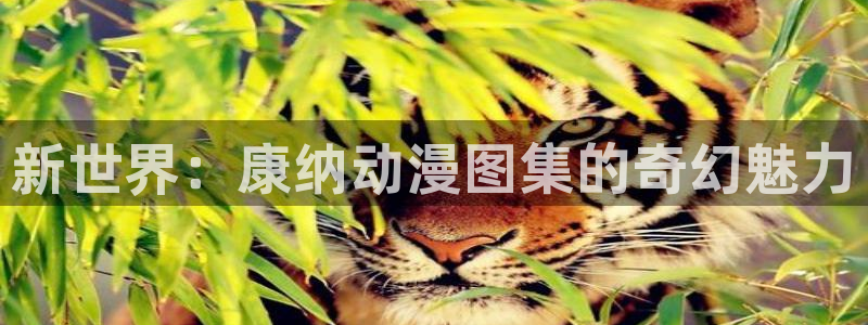 囧次元正版app下载网址